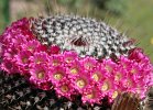 Mammillaria spec.